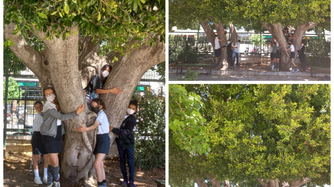 GREEN ACT eTwinning PROJEMİZ kapsamında Ağaçlara sevgi gösterisi ve sarılma etkinliği yapıldı.